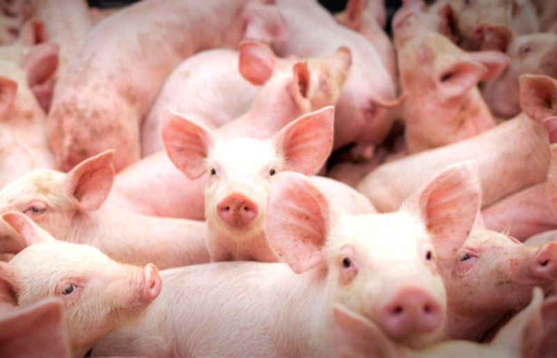 Aviso à População: Alerta Peste Suína Africana