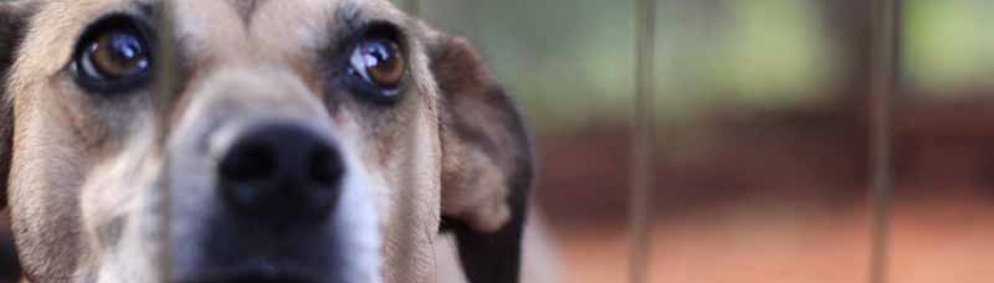 Animais abandonados à porta do canil: Câmara lembra que maus tratos a animais são crime
