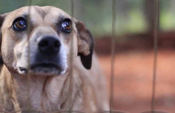 Animais abandonados à porta do canil: Câmara lembra que maus tratos a animais são crime