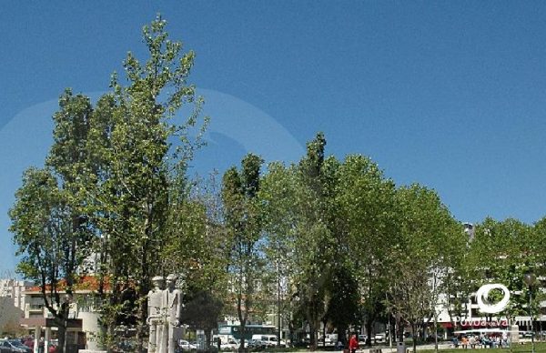 Abate de árvores na Praça Luís de Camões
