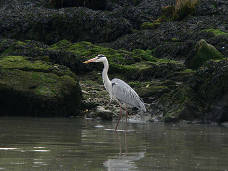 aves ardea cinerea