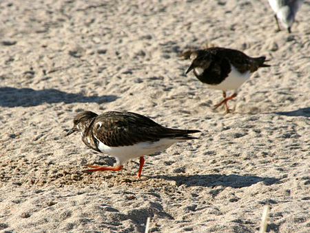 aves arenaria interpres