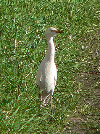 aves bubulcus ibis