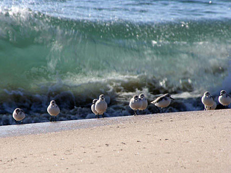 aves calidris alba aguçadoura