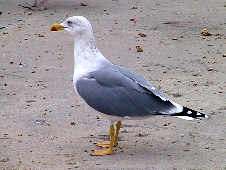 aves larus cachinans