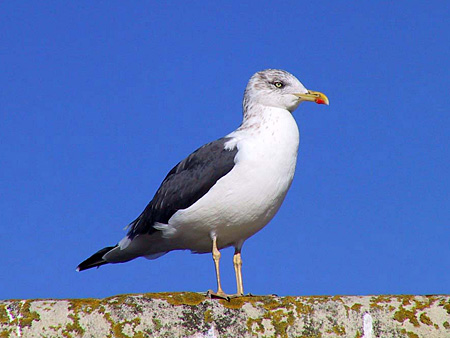 aves larus fuscus