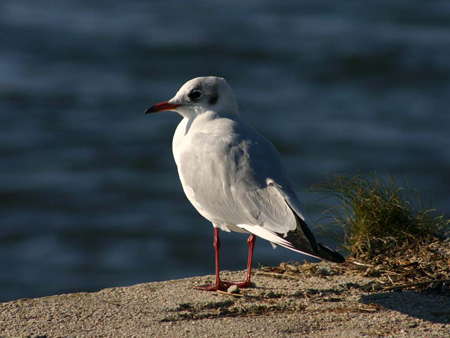 aves larus ridibundus