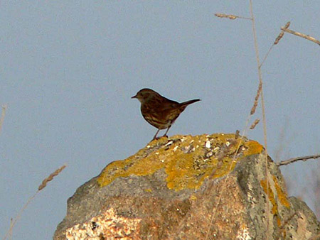 aves prunella modularis