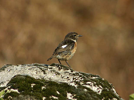 aves saxicola rubetra