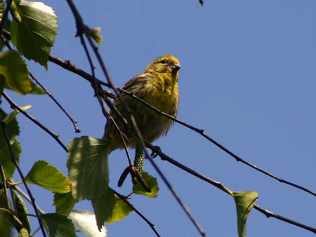 aves serinus serinus