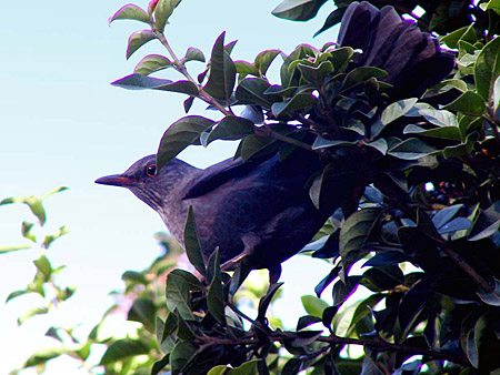 aves turdus merula