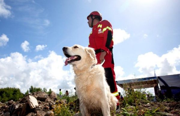 Biblioteca assinala Dia Mundial do Animal