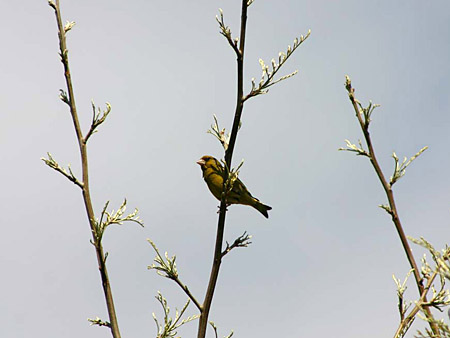 carduelis