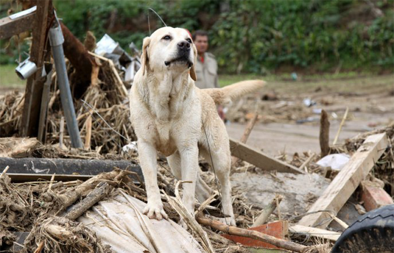 GOBS assinala Dia Internacional do Cão de Resgate