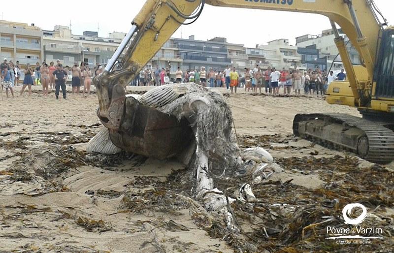 Cetáceo deu à costa na Póvoa de Varzim