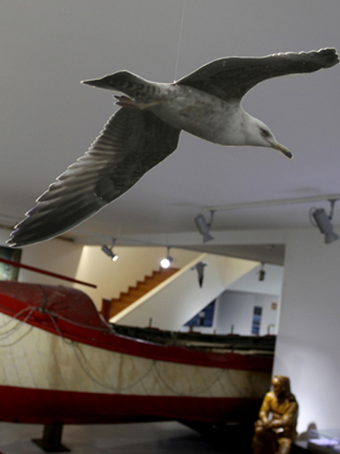expo aves