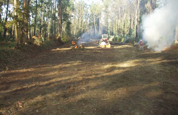 Operação "Floresta Viva" – acção ambiental decorre no domingo