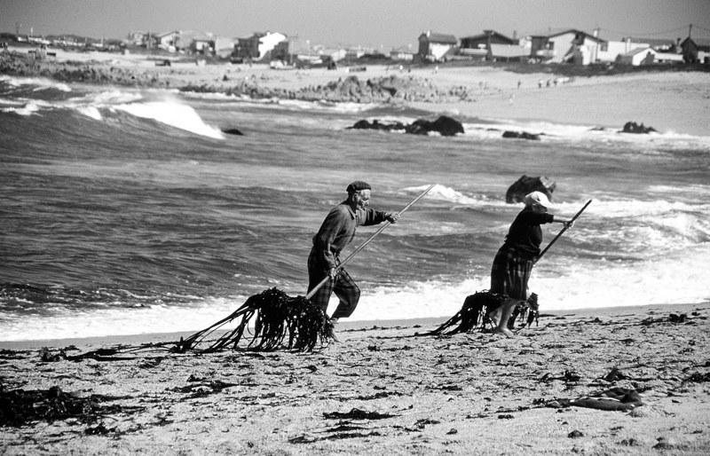 Últimos dias para conhecer a exposição "Os sargaceiros de Aver-o-Mar"