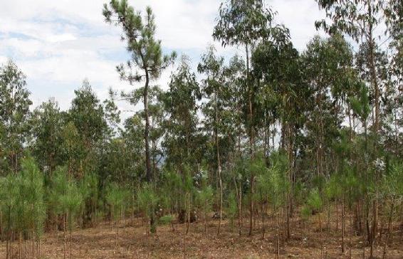 Limpeza florestal em Rates