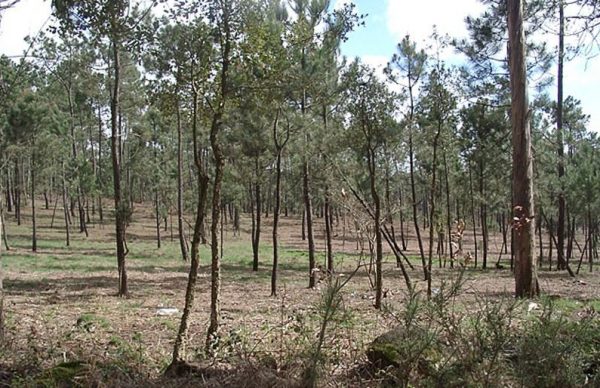 Novo Plano Municipal da Defesa da Floresta Contra Incêndios