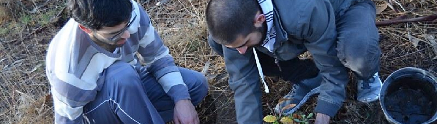 Plantadas 150 árvores em Terroso