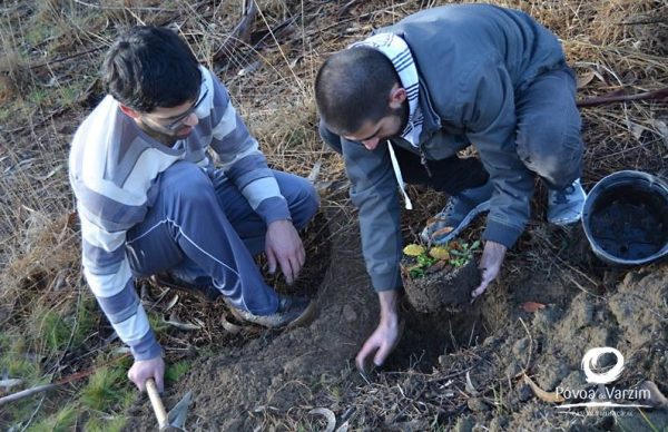 Plantadas 150 árvores em Terroso