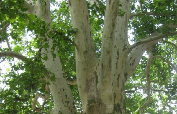 Árvores da Rua Conselheiro Abel Andrade vão sofrer intervenção