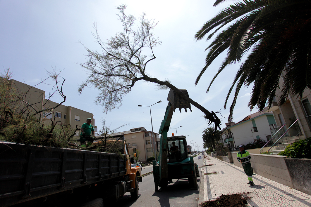 Remoção e substituição de árvores na Avenida Santos Graça