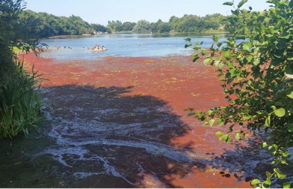 Água do lago do Parque da Cidade sem toxicidade