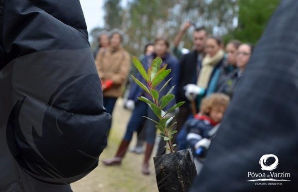 Repovoamento florestal em Terroso