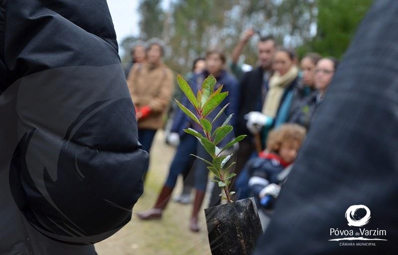 Repovoamento florestal em Terroso