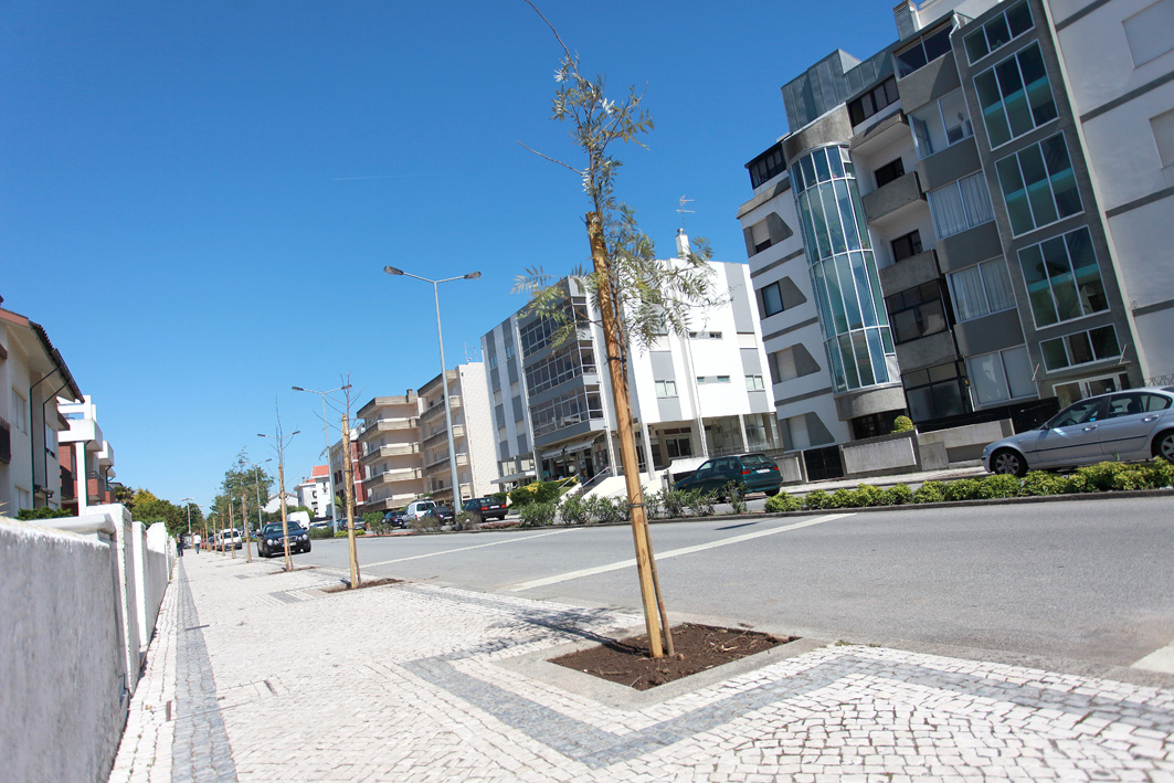 Avenida Santos Graça já tem novas árvores