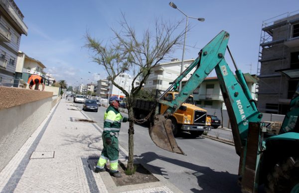 Remoção e substituição de árvores na Avenida Santos Graça