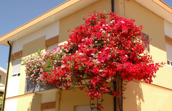 Galeria imagens do Concurso Janelas, Varandas e Jardins Floridos 2006