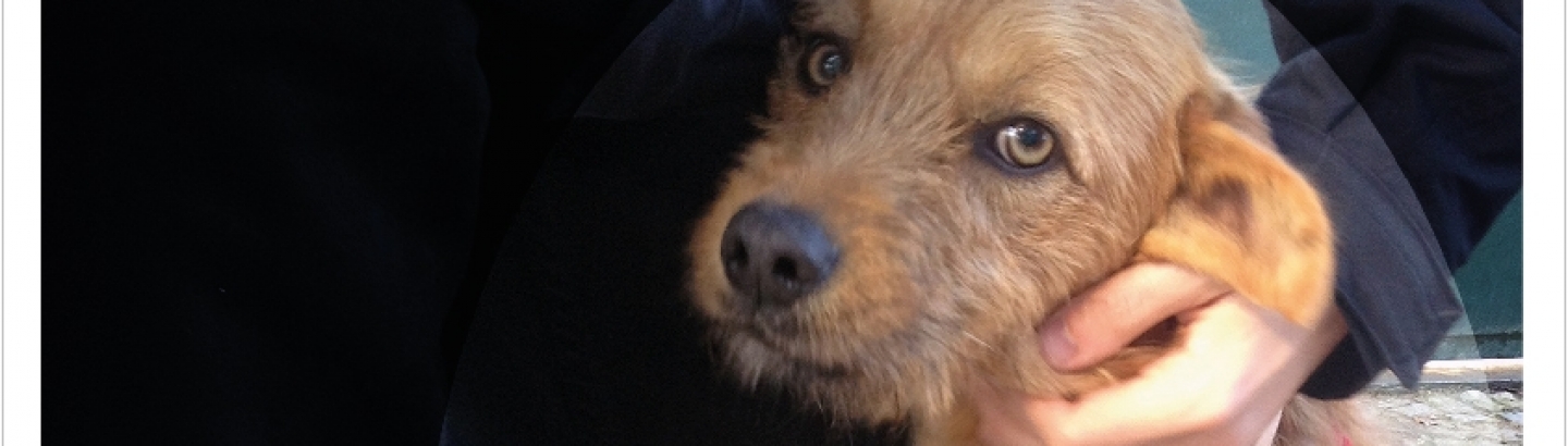 Biblioteca assinala Dia Mundial do Animal