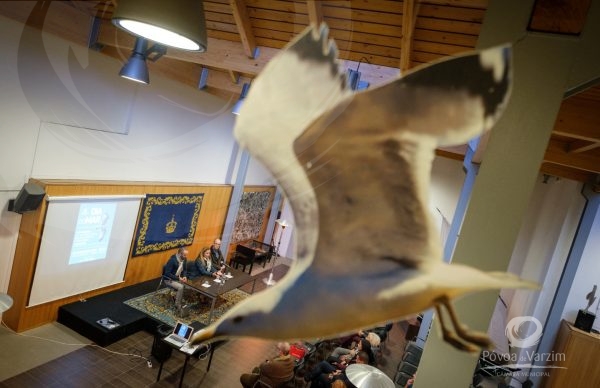 Museu assinala Dia do Mar com reflexão acerca da alteração de hábitos das gaivotas