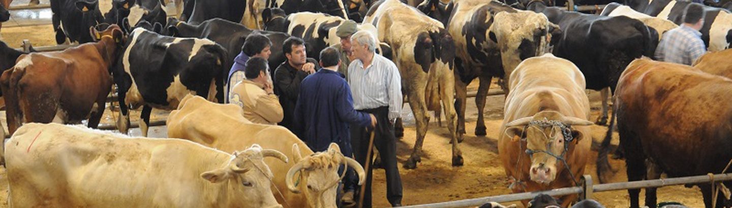 Suspensão do Mercado do Gado