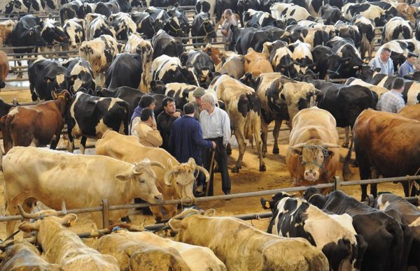 Suspensão do Mercado do Gado