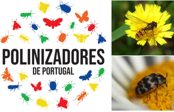 Ajude a descobrir os polinizadores de Portugal