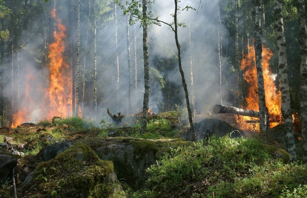 Risco de incêndio rural motiva declaração de situação de alerta em Portugal continental