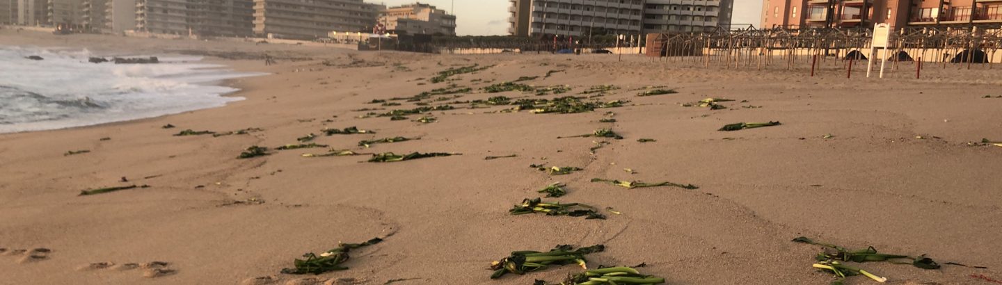 Esclarecimento sobre foco de origem da alteração da qualidade das águas balneares