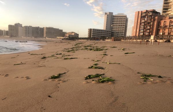 Esclarecimento sobre foco de origem da alteração da qualidade das águas balneares