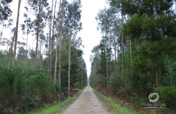 Limpeza de Terrenos Florestais até 15 de março