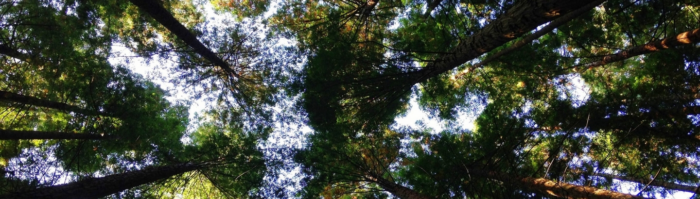 Prazo de limpeza de terrenos prorrogado para 15 de maio