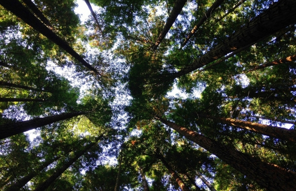 Prazo de limpeza de terrenos prorrogado para 15 de maio