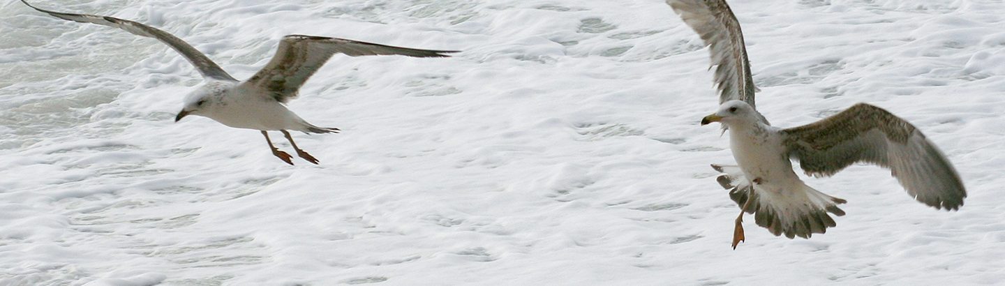 Plano de ação para o controlo das gaivotas – Colabore!
