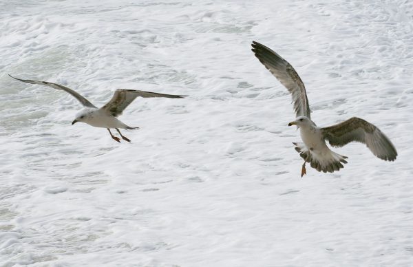 Plano de ação para o controlo das gaivotas – Colabore!