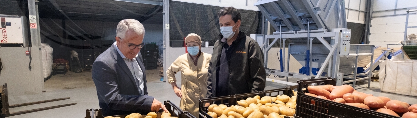 Empresário poveiro recupera cultura da batata em areia