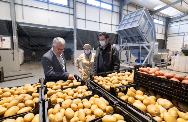 Empresário poveiro recupera cultura da batata em areia