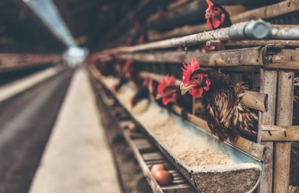 Póvoa de Varzim na área de vigilância do foco de Gripe Aviária em Gião - Vila do Conde